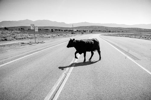 Drunk Cow (Framed Print)