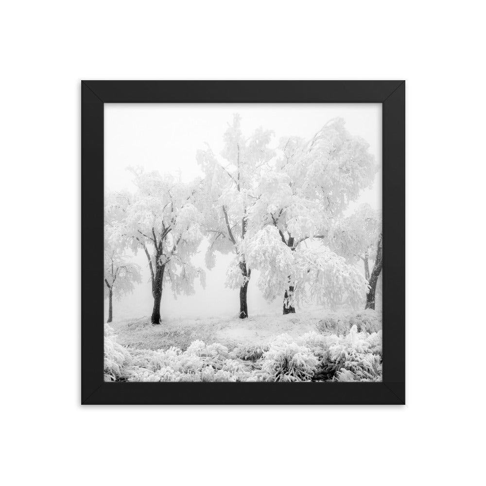 Pom Poms (Framed Print)