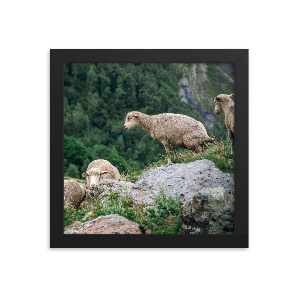 Shitting Sheep (Framed Print)