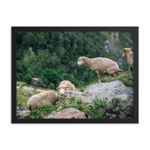 Shitting Sheep (Framed Print)