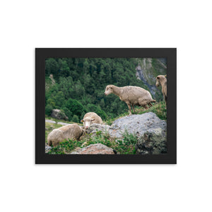 Shitting Sheep (Framed Print)