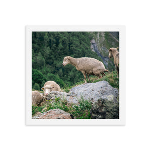 Shitting Sheep (Framed Print)