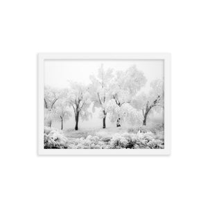 Pom Poms (Framed Print)