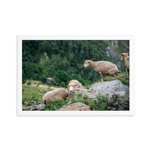 Shitting Sheep (Framed Print)