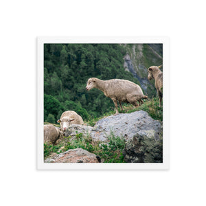 Shitting Sheep (Framed Print)