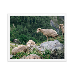 Shitting Sheep (Framed Print)