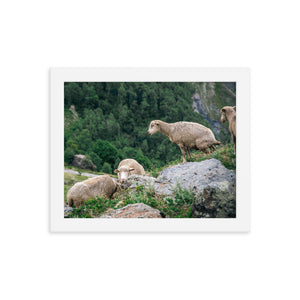 Shitting Sheep (Framed Print)