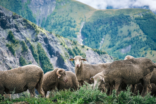 Counting Sheep (Framed Print)